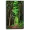 Designart - Dreamy Greenery in Dense Forest - Forest Canvas Art Print